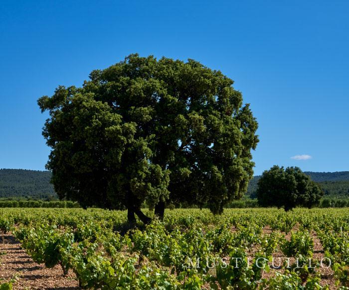 fondo_nuestras-fincas_inicio